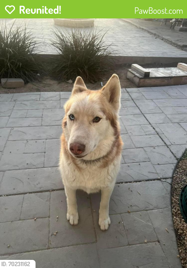 Reunited Male Dog last seen 47th and Pearblossom , Palmdale, CA 93552