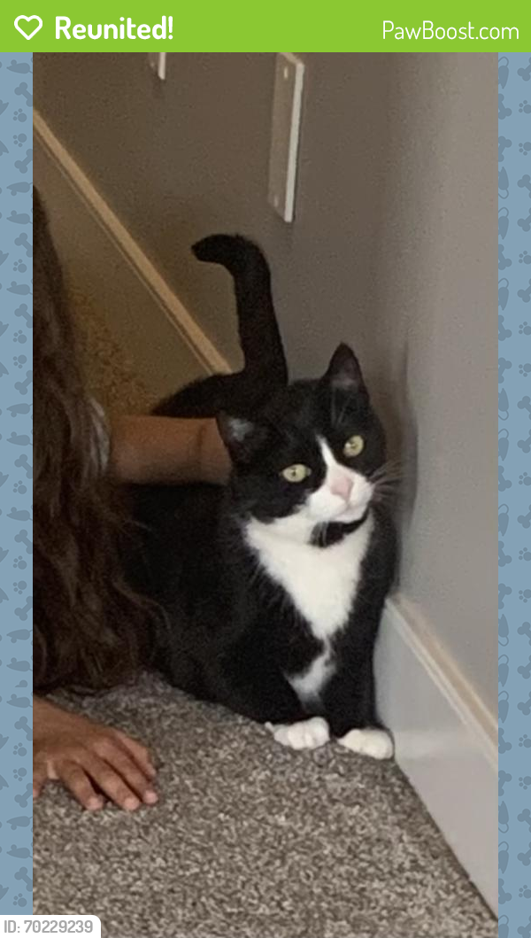 Reunited Female Cat last seen 68th ave and 121 St Surrey, Surrey, BC V3W