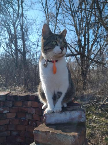 Lost Male Cat last seen Near Wood Street Delta, Delta, OH 43515