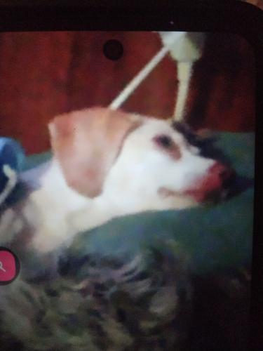 Lost Female Dog last seen Olive st, Brooklyn st, Kansas City, MO 64132