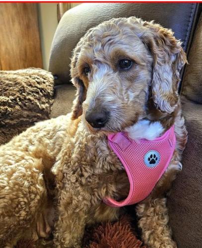 Lost Female Dog last seen Hawthorn and Lakeview Vernon hills , Vernon Hills, IL 60061