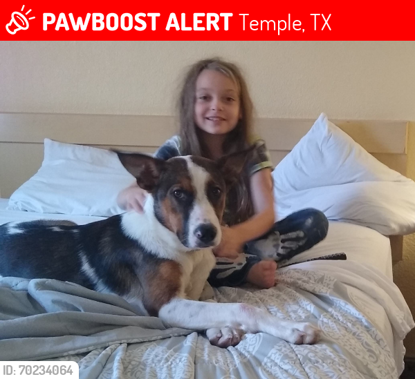 Lost Male Dog last seen Summer fun, Temple, TX 76502