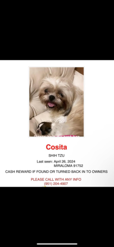 Lost Female Dog last seen marlatt st , Jurupa Valley, CA 91752