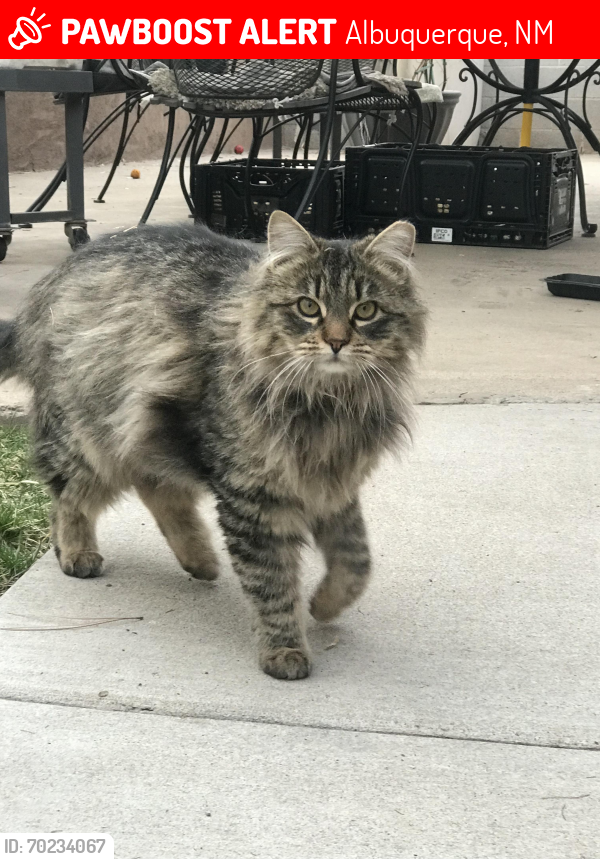 Lost Female Cat last seen West Mesa High School area. , Albuquerque, NM 87121