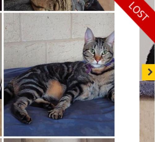 Lost Male Cat last seen Australind, Australind, WA 6233