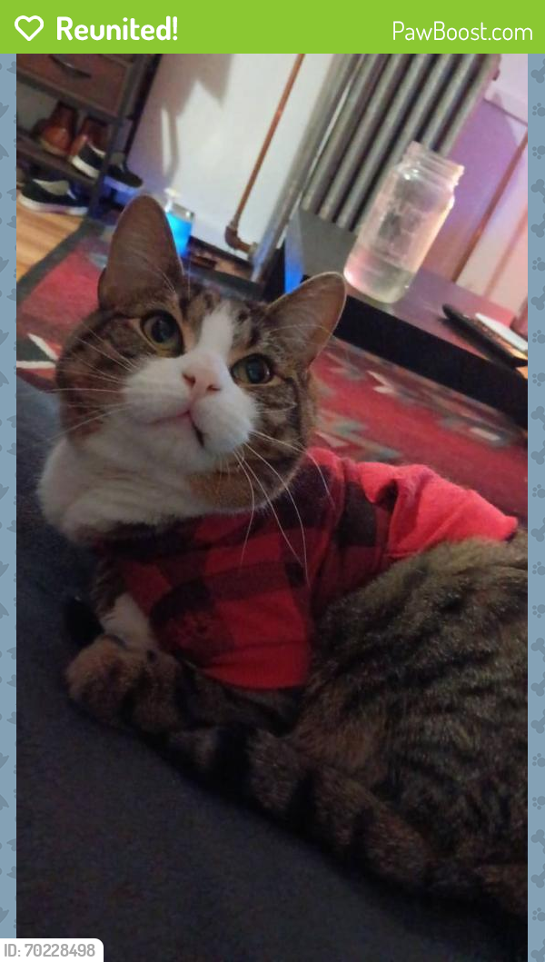 Reunited Male Cat last seen Near Alabama St, Indianapolis, IN 46202, USA, Indianapolis, IN 46202