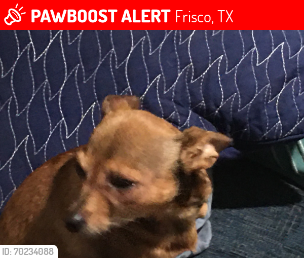 Lost Female Dog last seen Bell Starwood apmts, Frisco, TX 75034