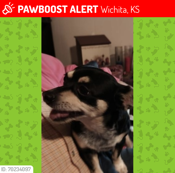 Lost Female Dog last seen Central and Clara , Wichita, KS 67212