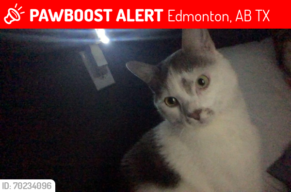 Lost Male Cat last seen Near street near 154/155 ave right beside beaumaris lake, Edmonton, AB T5X