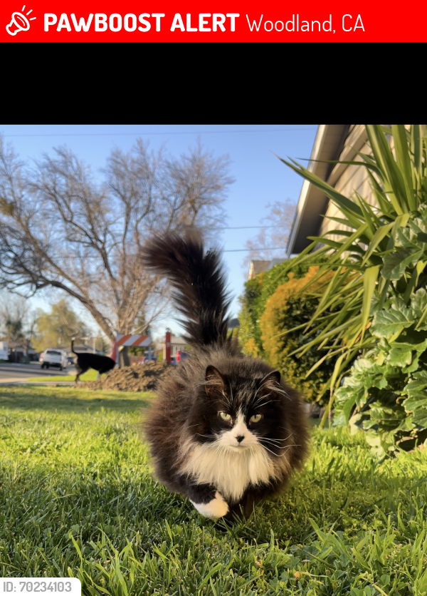 Lost Female Cat last seen Beamer and North Grand. NEAR WOODLAND HIGH, Woodland, CA 95695