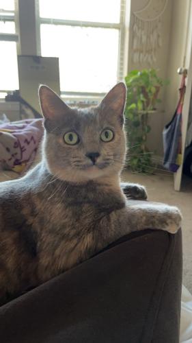 Lost Female Cat last seen West Collins st and Norman St, Denton, TX 76201