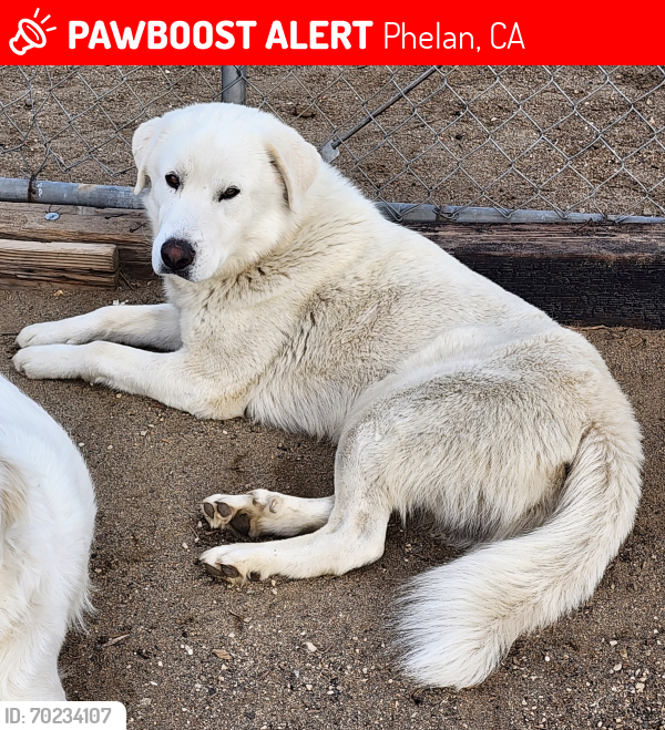 Lost Male Dog last seen Sheep Creek/Palmdale, Phelan, CA 92371