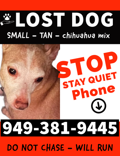 Lost Male Dog last seen Saddleback College Drive & Marguerite , Mission Viejo, CA 92691