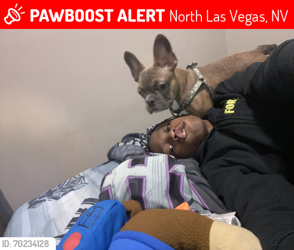 Lost Male Dog last seen Lone Mountain, Craig, North Las Vegas, NV 89031