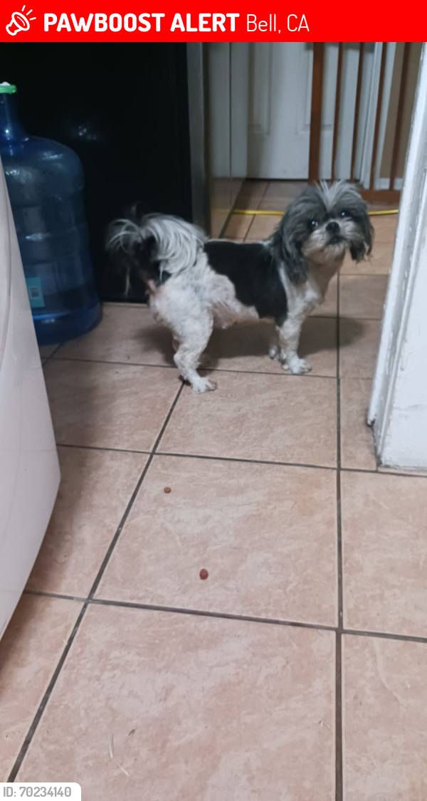 Lost Female Dog last seen Flora and Gage, Bell, CA 90201