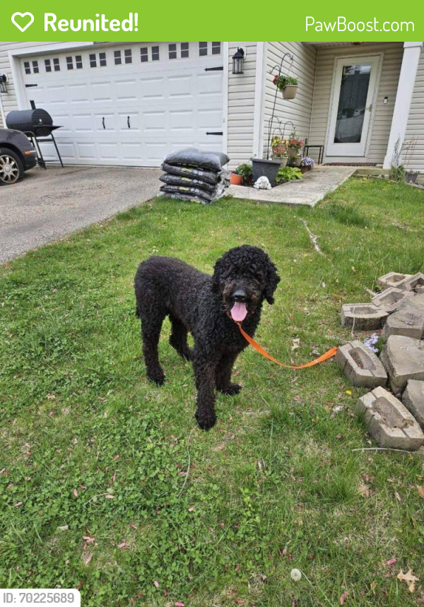 Reunited Male Dog last seen Easthaven James Road, Columbus, OH 43232