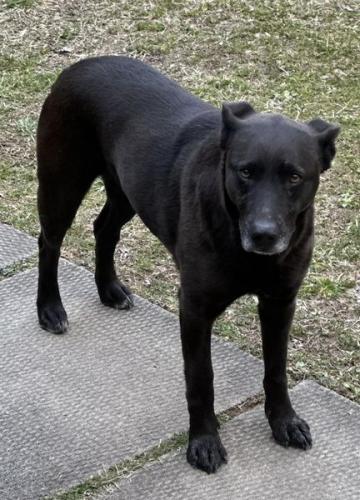 Lost Female Dog last seen Garvin Ridge/ New Road Hill Area, Olive Hill, KY 41164
