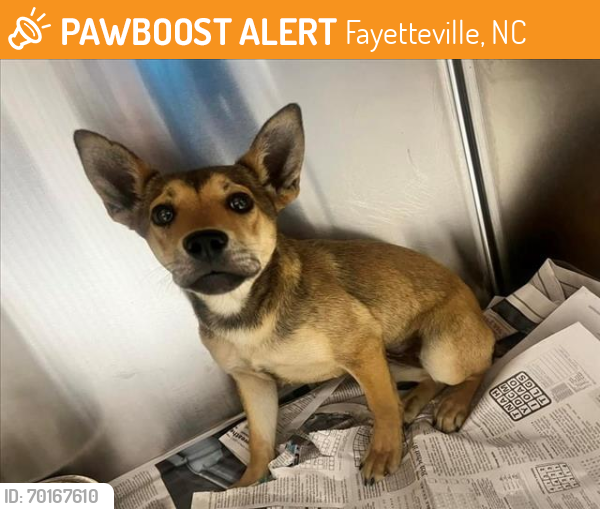 Shelter Stray Female Dog last seen , Fayetteville, NC 28306