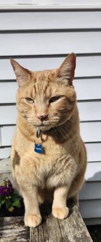 Lost Male Cat last seen 102nd abd 11th Ave sw, Seattle, WA 98146