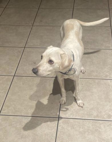 Lost Male Dog last seen Lake mead & Tenaya , Las Vegas, NV 89128