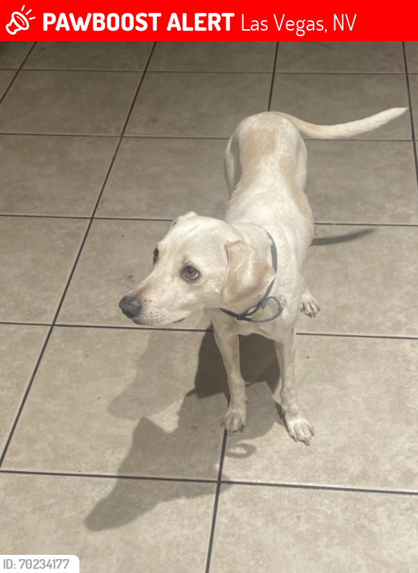Lost Male Dog last seen Lake mead & Tenaya , Las Vegas, NV 89128