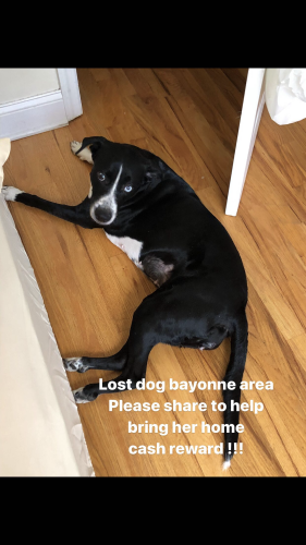 Lost Female Dog last seen 54th st bayonne Kennedy , Bayonne, NJ 07002