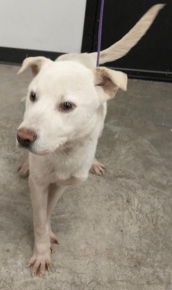 Shelter Stray Male Dog last seen Near Royal Street, LAFAYETTE, LA, 70501, Lafayette, LA 70507