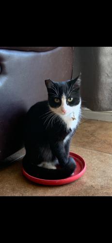 Lost Male Cat last seen Charleston and sacramento, Las Vegas, NV 89104