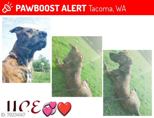 Lost Female Dog last seen 38th St South Proctor Tacoma WA 98409, Tacoma, WA 98409