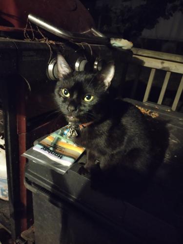 Lost Male Cat last seen Near cannon road, Candler, NC 28715