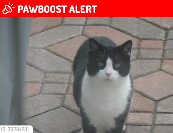 Lost Unknown Cat last seen Near Pendale Circle, North Tonawanda, NY 14120