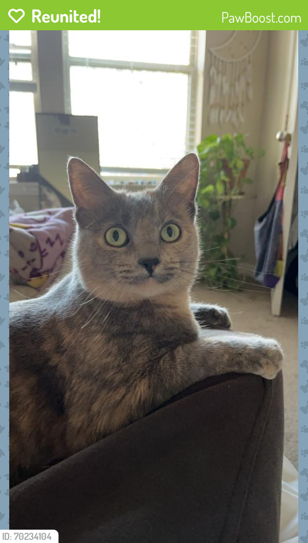 Reunited Female Cat last seen West Collins st and Norman St, Denton, TX 76201
