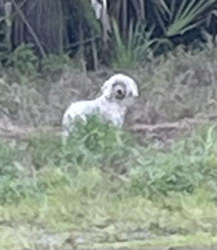 Found/Stray Unknown Dog last seen Fullers Cross , Winter Garden, FL 34787