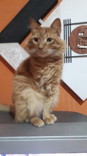 Lost Male Cat last seen Parque das Flores , Tatuí, SP 