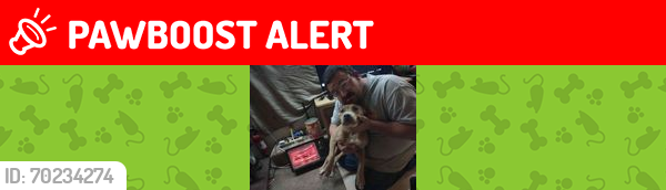 Lost Female Dog last seen Brownstown rd crossville tn, Cumberland County, TN 38572