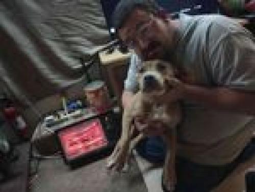 Lost Female Dog last seen Brownstown rd crossville tn, Cumberland County, TN 38572