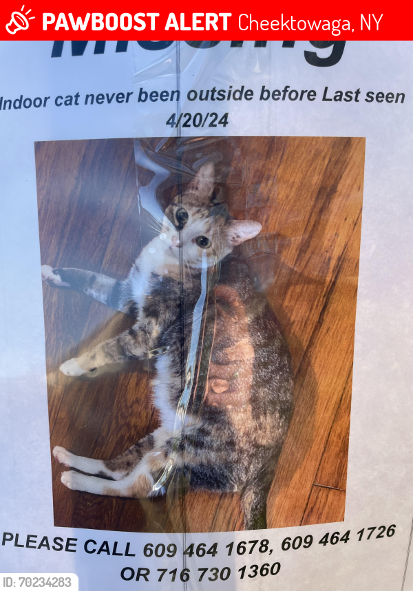 Lost Unknown Cat last seen cheektowaga cedargrove heights    siberling dr         14225, Cheektowaga, NY 14225