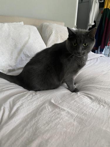Lost Male Cat last seen 113th and Bell, Morgan Park, east of western Ave and 113th St, Chicago, IL 60643