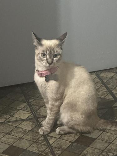 Lost Female Cat last seen Rua salsa parrilha, Rua Tietê , Vila Seabra, SP 08180-370