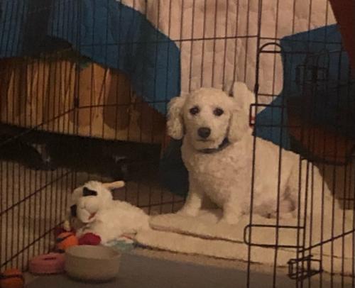 Lost Female Dog last seen Westport Rd and Northumberland , Louisville, KY 40245