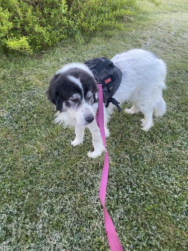 Lost Female Dog last seen Park Ave and mt Carmel rd, Coatesville, PA 19320