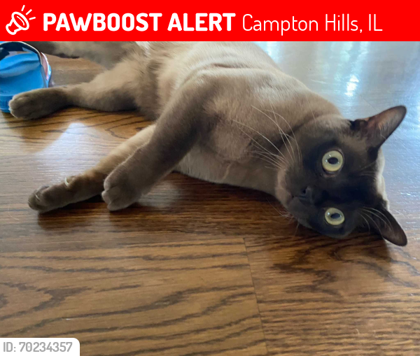 Lost Male Cat last seen Bolcum and Prairie Lakes, Campton Hills, IL 60175