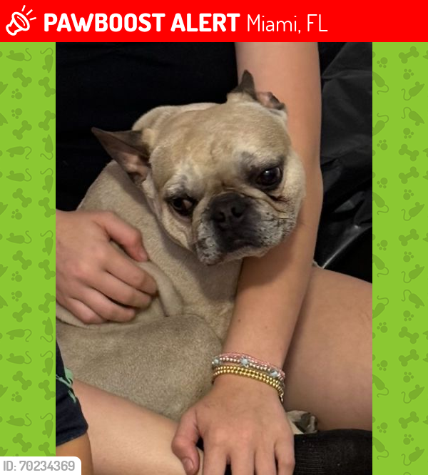Lost Male Dog last seen 36th ave Coral Way , Miami, FL 33134