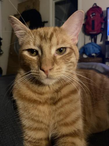 Lost Male Cat last seen Losee and 215, North Las Vegas, NV 89086