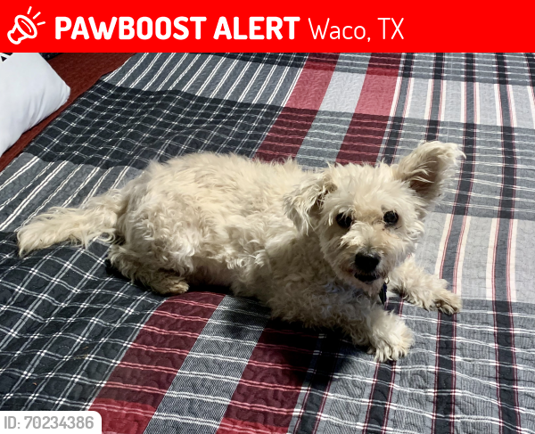 Deceased Male Dog last seen Bishop & Valley Mills, Waco, TX 76710