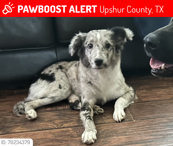 Lost Female Dog last seen Bamboo Rd. and 1002, Upshur County, TX 75755
