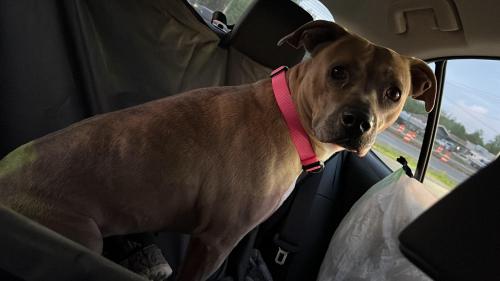 Lost Female Dog last seen Red roof hotel, Wilson, NC 27896
