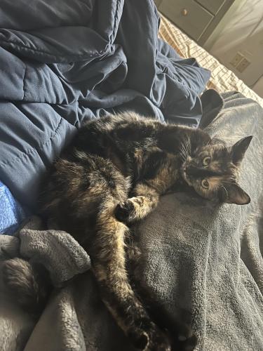Lost Female Cat last seen End of Moffett off of 17 past Peecox, Independence, KY 41051