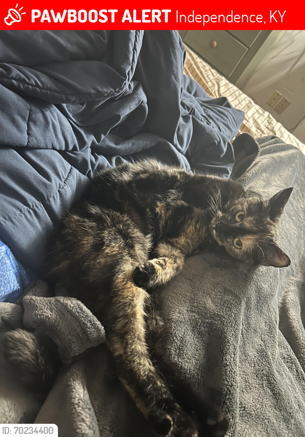 Lost Female Cat last seen End of Moffett off of 17 past Peecox, Independence, KY 41051