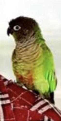 Lost Unknown Bird last seen Queen Mary Knightswood crescent , Brampton, ON L7A 3W9